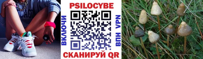 сколько стоит  Тайга  Псилоцибиновые грибы Psilocybine cubensis 